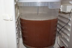 Marcowe #6 - fermentacja po 24h